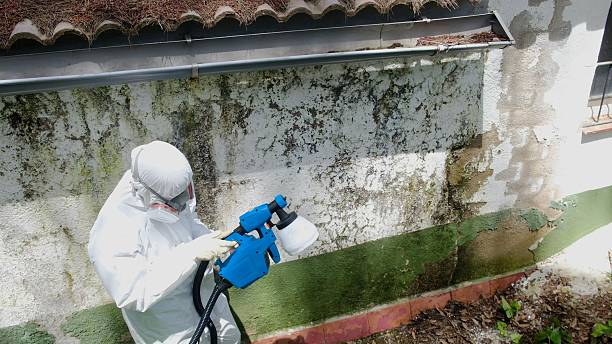Trusted Crawl Space Mold Removal service in Paulsboro, NJ - Cheap Mold Removal